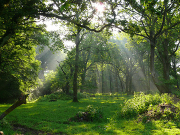 Callisham Woods - great for an early morning walk